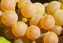 riesling